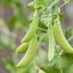 Description and characteristics of the best seeds of varieties and types of peas