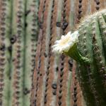 Why do you dream about cacti? Interpretation of dreams: cactus in water