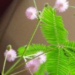 Shy Mimosa - caring for the touchy-feely Shy Mimosa