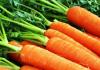 The Best Carrot Seeds: Early, Mid, Late and Multicolored Varieties The most delicious carrots to plant