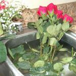 How to quickly revive a wilted rose Revive roses with boiling water