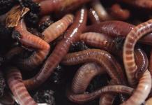 Why do you dream about earthworms?
