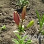 Cómo plantar lirios en primavera en campo abierto y cuidarlos adecuadamente Cuando los lirios salen en primavera