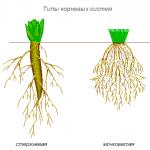 Adverbijalni korijeni su korijeni koji