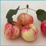 Apple tree Grushovka Moscow: description of the variety, features of cultivation Apple tree Grushovka Moscow: description of the variety