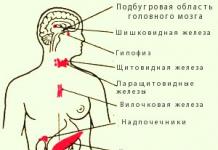 The endocrine glands include the adrenal glands