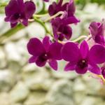 Je li orhideja otrovna ili ne?