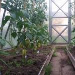 When to pick leaves from tomatoes in a greenhouse