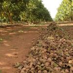El cultivo de nueces como negocio: etapas de la organización de su propia plantación de nueces