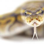 Očakávaná dĺžka života hadov v prírode a doma, môžu hady žiť bez hlavy Čo znamená had bez hlavy pre ženu podľa rímskej knihy snov?