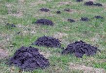 Rovka u zemlji - kako se riješiti miševa-voluharica u njihovoj ljetnoj kućici