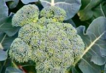 Nenáročný a zdravý druh brokolicovej kapusty Prečo má brokolica malé hlávky