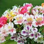 Alstroemeria flowers growing at home