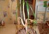Dracaena: is it possible to keep a flower at home