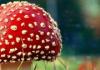 Zašto gljive u snu?  Zašto sanjate gljivu?  Tumačenje snova iz ukrajinske knjige snova