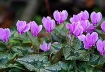 Reproduction of cyclamen leaf at home