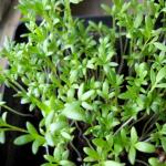 Žerucha: pestovanie semien na otvorenom priestranstve a na parapete, najlepšie odrody na pestovanie krížového šalátu rastúceho na parapete