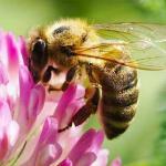 Bee breeding.  Bee care