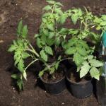 When can I plant seedlings in the garden