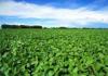 Farm business: growing soybeans
