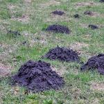 Rovka u zemlji - kako se riješiti miševa-voluharica u njihovoj ljetnoj kućici