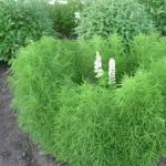 Growing kochia from seeds: how and when to plant