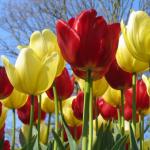 Si të shesim tulipanët Shitja e tulipanëve më 8 Mars në rrugë