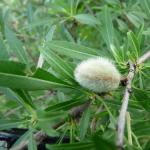 Steppe almond (Amygdalus nana or Prunus nana)