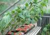 Technology for growing cucumbers Growing cucumbers in winter in a greenhouse
