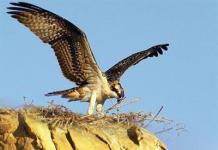 Poznámky k lekcii ekológie „Birds of Kuban“