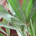 Why do the leaves of a palm tree dry? A palm tree in a pot is drying, what to do?