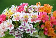 Alstroemeria flowers growing at home