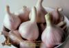 Rules for caring for garlic in early spring Caring for winter garlic in early spring