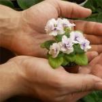 Cultivo y cuidado de violetas en casa Condiciones de cultivo de violetas de plantas de interior