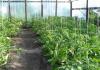 Ako správne viazať paradajky v skleníku foto Ako správne viazať paradajky v skleníku