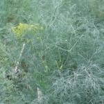 The best varieties of dill for greens Types of dill for planting