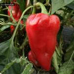 What loves and what does not like sweet pepper ... What is the acidity of the soil under bell pepper