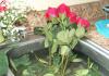 Kako brzo oživjeti uvelu ružu Ruže oživite kipućom vodom