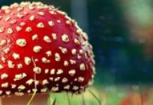 Pse kërpudhat në një ëndërr?  Pse ëndërroni për një kërpudha?  Interpretimi i ëndrrave nga libri i ëndrrave të Ukrainës