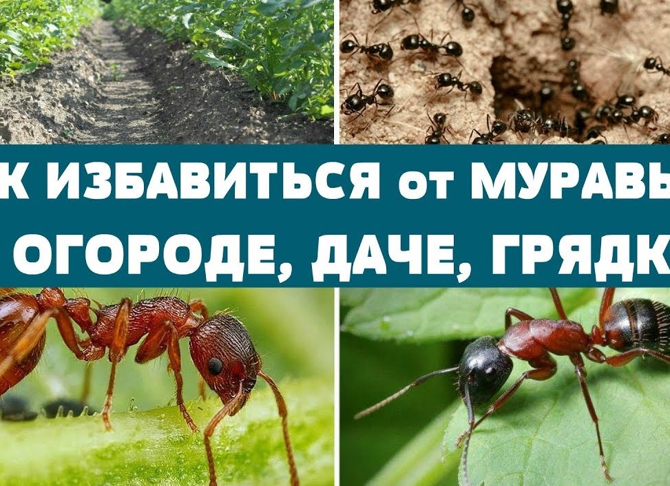 Как избавиться от муравьев на даче своими силами: проверенные методы